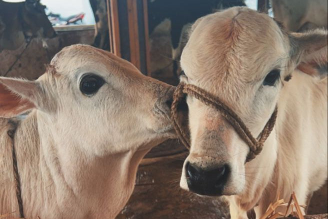 Two cows standing close to each other in a barn with straw on the ground.